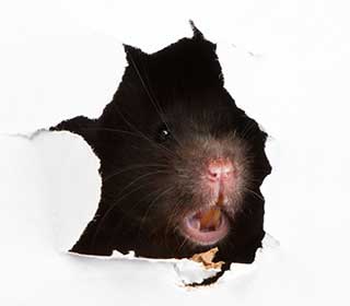 Protect Your Home From Rodents | Attic Cleaning Newport Beach, CA Protect Your Home From Rodents | Attic Cleaning Newport Beach, CA