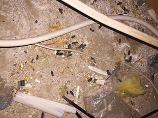Rodent Proofing Services | Attic Cleaning Newport Beach, CA Rodent Proofing Services | Attic Cleaning Newport Beach, CA