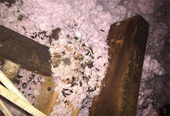 Rodent Control Project | Attic Cleaning Newport Beach, CA